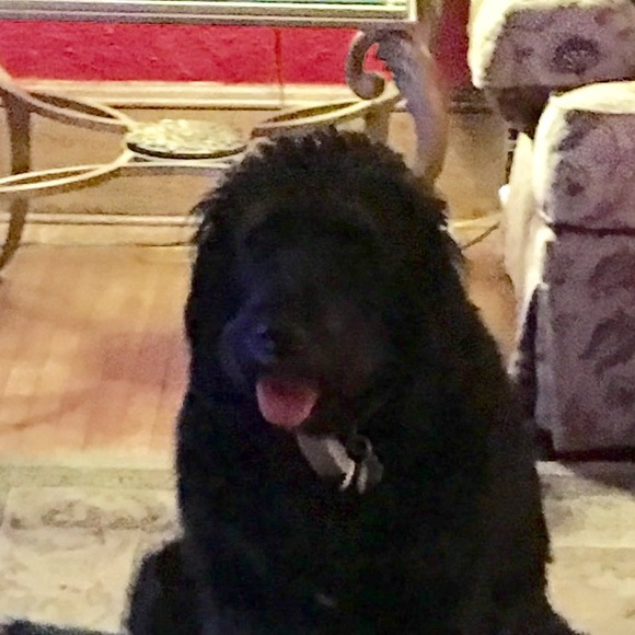 Meet your Posher, James - Picture 1 of 1